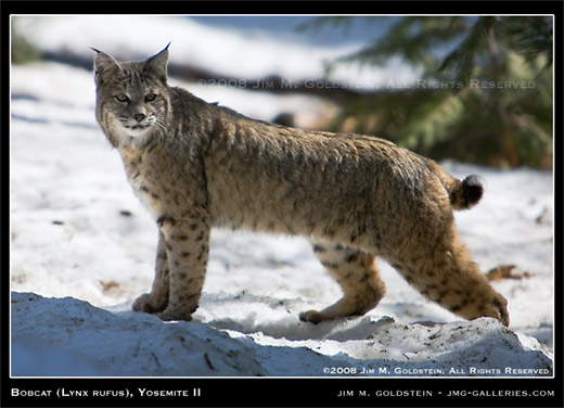 Bobcat Vs Lynx