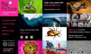 Big Picture Natural World Photography Competition